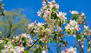 Preview wallpaper apple tree, branches, bloom, spring