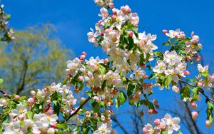 Preview wallpaper apple tree, branches, bloom, spring