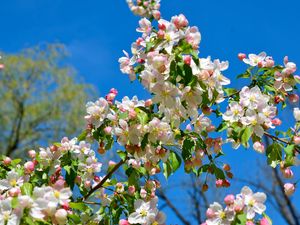 Preview wallpaper apple tree, branches, bloom, spring