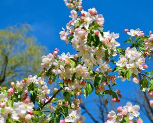 Preview wallpaper apple tree, branches, bloom, spring