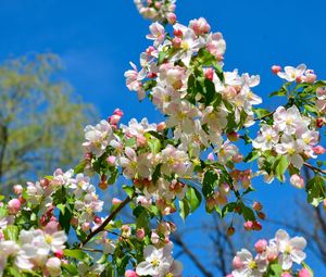 Preview wallpaper apple tree, branches, bloom, spring