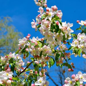 Preview wallpaper apple tree, branches, bloom, spring