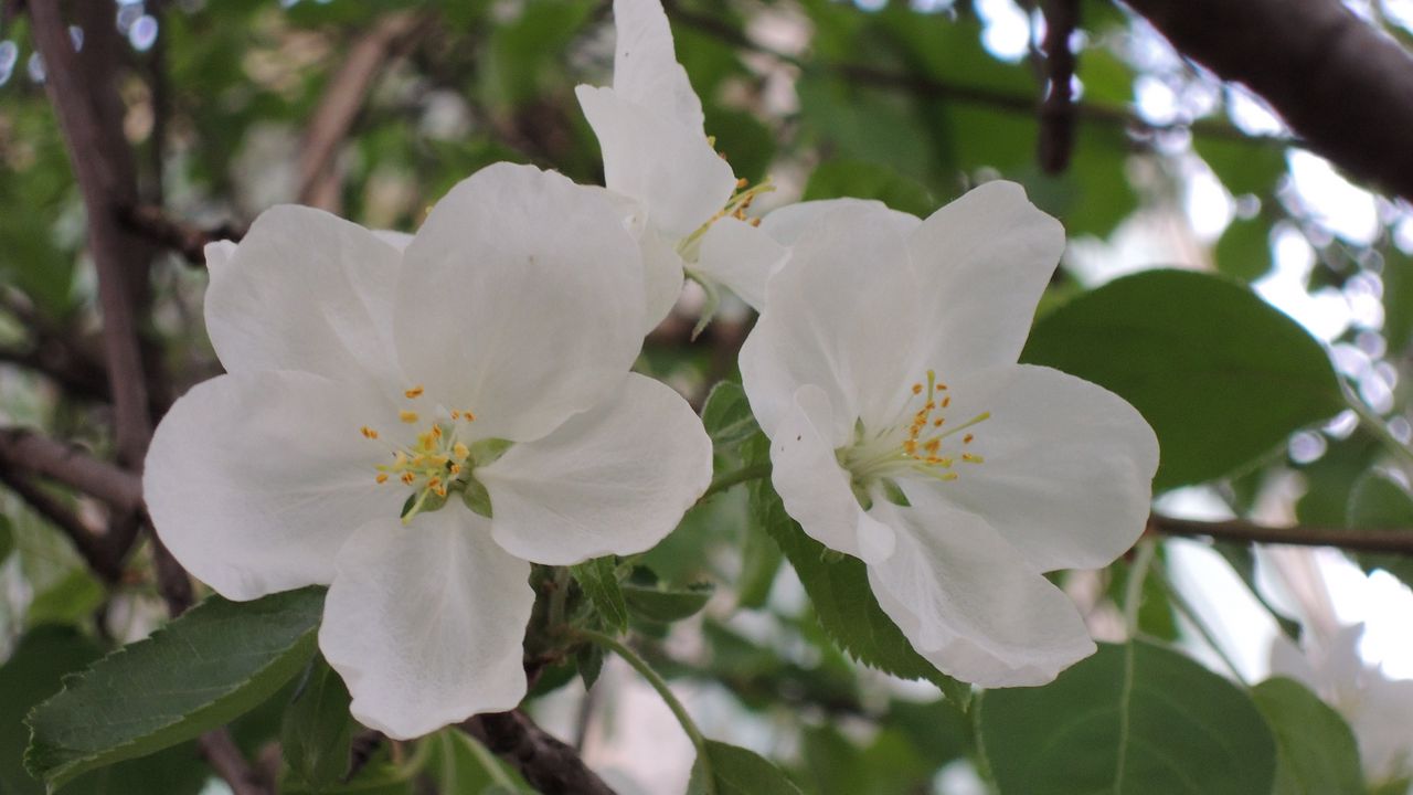 Wallpaper apple tree, flower, leaves, branches