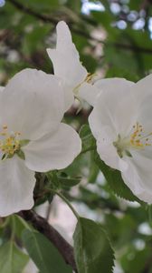 Preview wallpaper apple tree, flower, leaves, branches