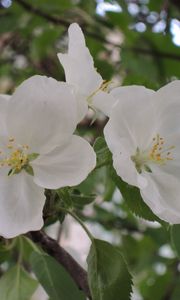 Preview wallpaper apple tree, flower, leaves, branches