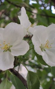 Preview wallpaper apple tree, flower, leaves, branches