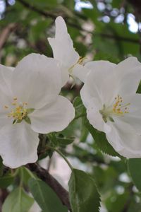 Preview wallpaper apple tree, flower, leaves, branches