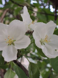 Preview wallpaper apple tree, flower, leaves, branches