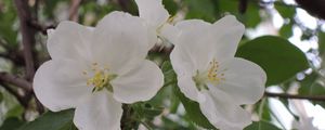 Preview wallpaper apple tree, flower, leaves, branches