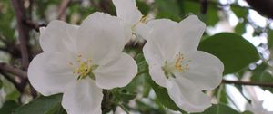 Preview wallpaper apple tree, flower, leaves, branches