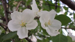 Preview wallpaper apple tree, flower, leaves, branches