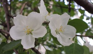 Preview wallpaper apple tree, flower, leaves, branches