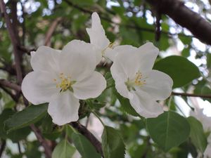 Preview wallpaper apple tree, flower, leaves, branches