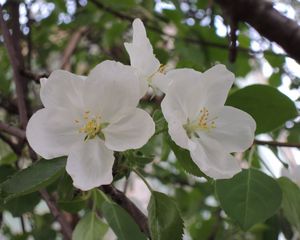 Preview wallpaper apple tree, flower, leaves, branches