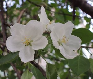 Preview wallpaper apple tree, flower, leaves, branches