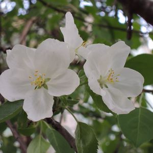 Preview wallpaper apple tree, flower, leaves, branches