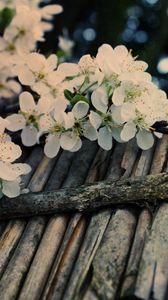 Preview wallpaper apple tree, flower, twig, inflorescence, tree