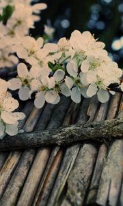 Preview wallpaper apple tree, flower, twig, inflorescence, tree