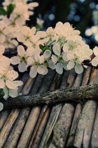 Preview wallpaper apple tree, flower, twig, inflorescence, tree