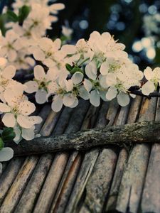 Preview wallpaper apple tree, flower, twig, inflorescence, tree