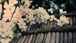 Preview wallpaper apple tree, flower, twig, inflorescence, tree