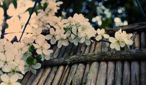 Preview wallpaper apple tree, flower, twig, inflorescence, tree