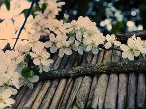 Preview wallpaper apple tree, flower, twig, inflorescence, tree