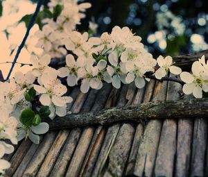 Preview wallpaper apple tree, flower, twig, inflorescence, tree
