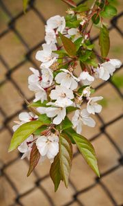 Preview wallpaper apple tree, flowers, branch, leaves, petals