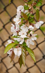 Preview wallpaper apple tree, flowers, branch, leaves, petals