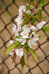 Preview wallpaper apple tree, flowers, branch, leaves, petals