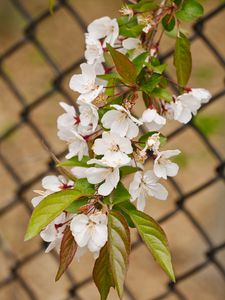 Preview wallpaper apple tree, flowers, branch, leaves, petals