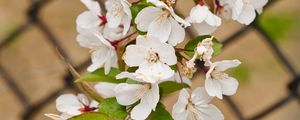 Preview wallpaper apple tree, flowers, branch, leaves, petals