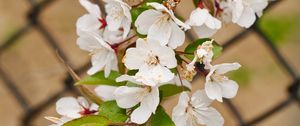 Preview wallpaper apple tree, flowers, branch, leaves, petals