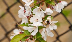 Preview wallpaper apple tree, flowers, branch, leaves, petals