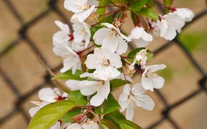 Preview wallpaper apple tree, flowers, branch, leaves, petals