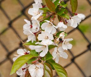 Preview wallpaper apple tree, flowers, branch, leaves, petals