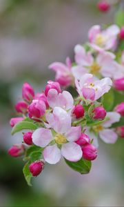 Preview wallpaper apple tree, flowers, buds, petals, branch, leaves, macro