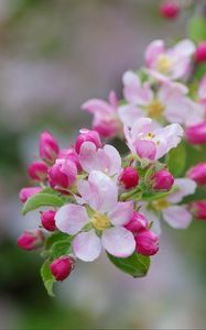 Preview wallpaper apple tree, flowers, buds, petals, branch, leaves, macro