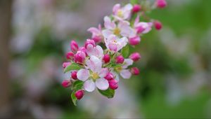 Preview wallpaper apple tree, flowers, buds, petals, branch, leaves, macro