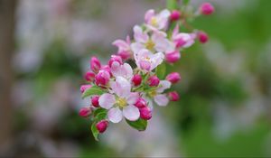 Preview wallpaper apple tree, flowers, buds, petals, branch, leaves, macro