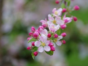 Preview wallpaper apple tree, flowers, buds, petals, branch, leaves, macro