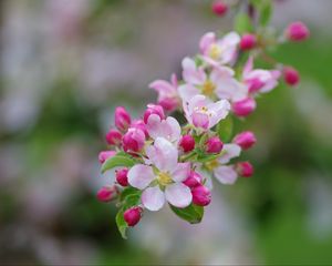 Preview wallpaper apple tree, flowers, buds, petals, branch, leaves, macro