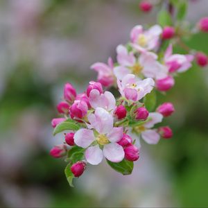 Preview wallpaper apple tree, flowers, buds, petals, branch, leaves, macro