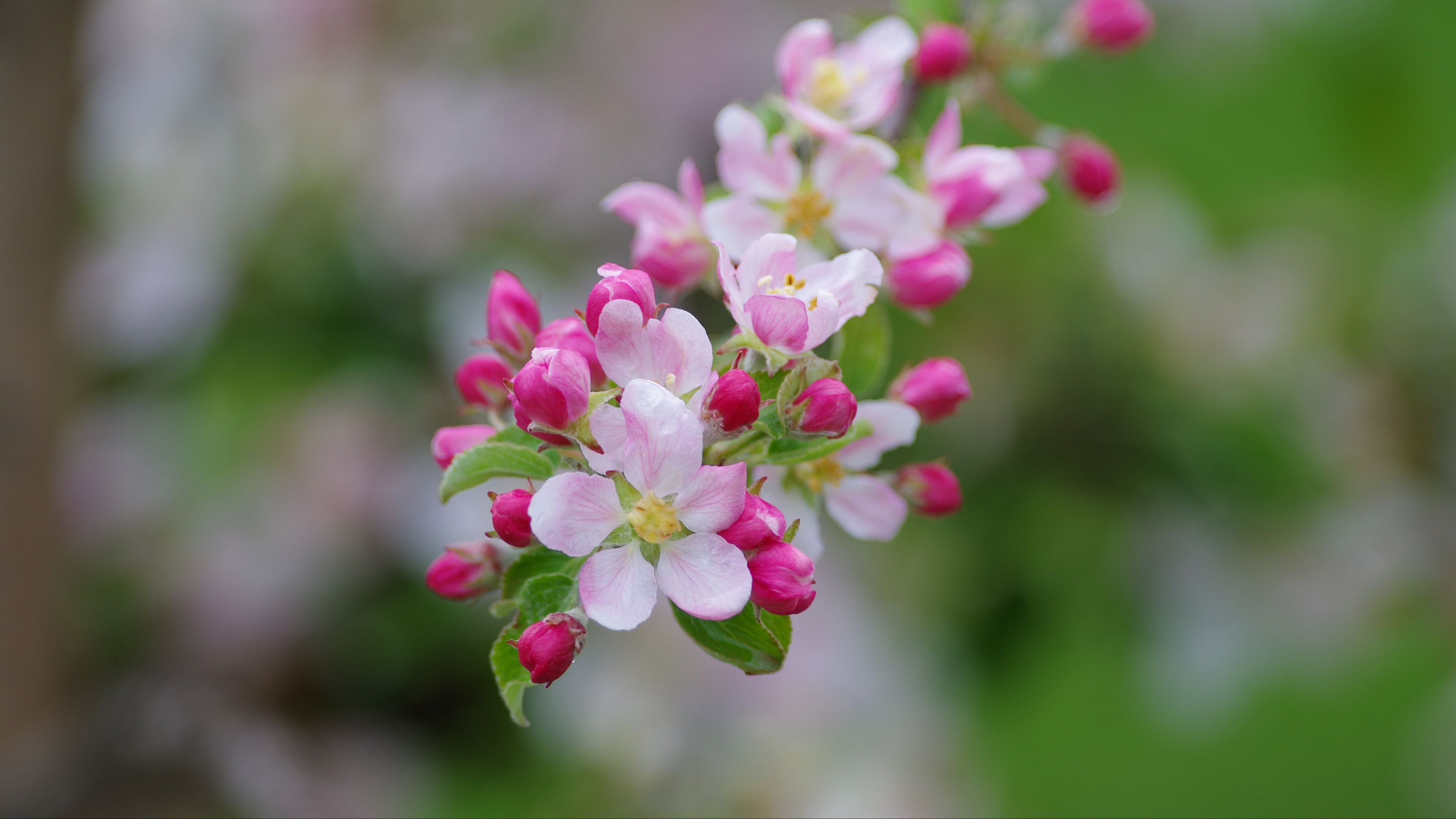 Download wallpaper 3840x2160 apple tree, flowers, buds, petals, branch ...