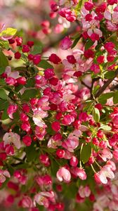 Preview wallpaper apple tree, flowers, buds, pink