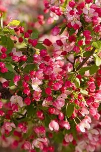 Preview wallpaper apple tree, flowers, buds, pink