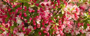 Preview wallpaper apple tree, flowers, buds, pink