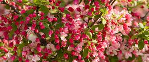 Preview wallpaper apple tree, flowers, buds, pink