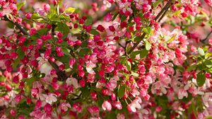 Preview wallpaper apple tree, flowers, buds, pink